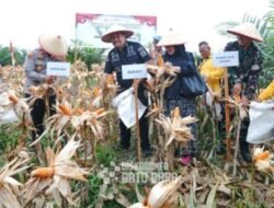 Panen Raya Jagung di Batubara, TNI-Polri dan Pemda Satukan Kekuatan