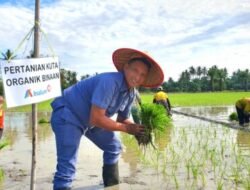 Inalum Dorong Pertanian Padi Organik Hemat dan Efektif di Batubara