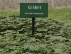 Inalum Hijaukan Danau Toba, Target 500 Hektare