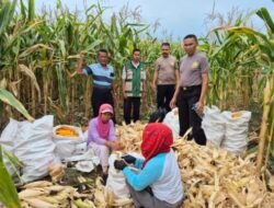 Panen Melimpah, Jagung Batubara Disetor ke Bulog Asahan