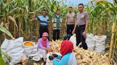 Panen Melimpah, Jagung Batubara Disetor ke Bulog Asahan