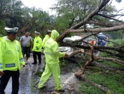 Banjir dan Pohon Tumbang Serang Batubara, Polisi Turun Tangan