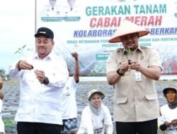 Gubernur Sumut dan Bupati Batubara Tanam Cabai