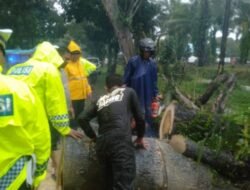 Pohon Tumbang di Sejumlah Desa, Tim Darurat Batubara Bergerak