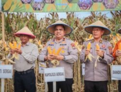 Panen Raya Jagung Kuartal I 2026 di Sergai