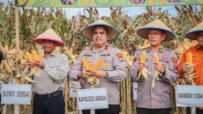 Panen Raya Jagung Kuartal I 2026 di Sergai