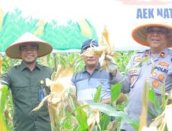 Panen Jagung Serentak di Aek Kuo, Labura Dukungan Swasembada Pangan