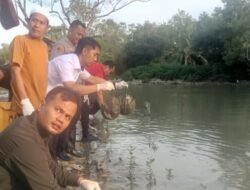 Lepas 300 Belangkas, Kapolres Batubara Ancaman Tangkap Siapa Pun Ambil Lagi