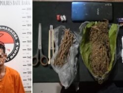 Puluhan Gram Ganja Disita, Satresnarkoba Batubara Tangkap Pelaku
