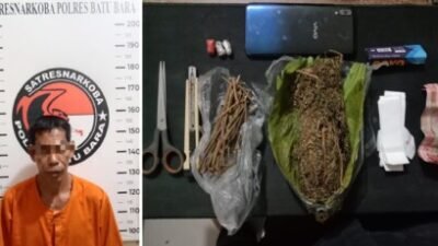 Puluhan Gram Ganja Disita, Satresnarkoba Batubara Tangkap Pelaku