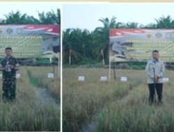 Sinergi TNI dan Pemkab Asahan,Panen Padi Gogo Dukung Ketahanan Pangan