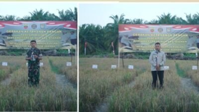 Sinergi TNI dan Pemkab Asahan,Panen Padi Gogo Dukung Ketahanan Pangan