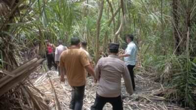 Operasi Narkoba Polsek Medang Deras, Temukan Barang Bukti, Pelaku Kabur