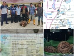 Kejar Sendirian, Brigadir Rahmat Bekuk Pencuri Sawit di Batubara
