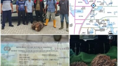 Kejar Sendirian, Brigadir Rahmat Bekuk Pencuri Sawit di Batubara
