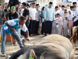 Sholat Iduladha 1447 H di Kota Binjai, Pemprov Sumut Salurkan 167 Hewan Qurban
