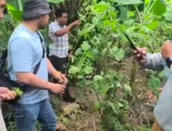 Kebun Sayur Jadi Ladang Ganja, Pria Tanjung Morawa Ditangkap Polisi Deliserdang
