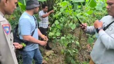Kebun Sayur Jadi Ladang Ganja, Pria Tanjung Morawa Ditangkap Polisi Deliserdang