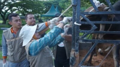 Pemkab Asahan Periksa Kesehatan Hewan Qurban