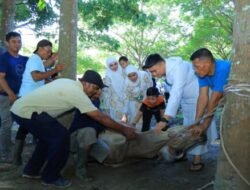 Idul Adha Penuh Kepedulian, Bupati Labura Salurkan Qurban ke Tukang Becak dan Petugas Keberhasilan