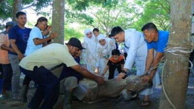 Idul Adha Penuh Kepedulian, Bupati Labura Salurkan Qurban ke Tukang Becak dan Petugas Keberhasilan