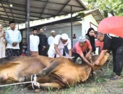 Untuk Kedua Kalinya, Labura Terima Bantuan Hewan Qurban dari Presiden RI
