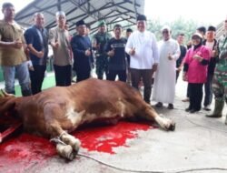 Bupati Asahan Apresiasi Bantuan Sapi Presiden Untuk Masyarakat Air Batu