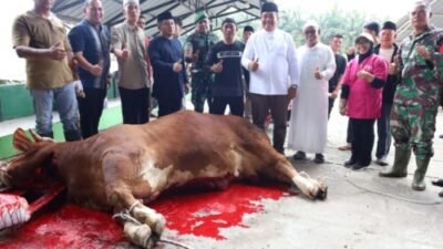Bupati Asahan Apresiasi Bantuan Sapi Presiden Untuk Masyarakat Air Batu