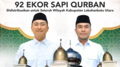 ASN Labura Salurkan 92 Ekor Lembu Qurban Untuk Masyarakat