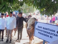 Presiden Prabowo Berikan Sapi Qurban 850 Kg Untuk Warga Batubara