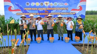 Wabup Sumut Ikuti Panen Jagung 1,23 Juta Ton, Presiden: Jaga Ketahanan Negara