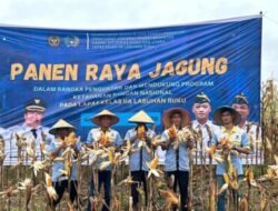 Kelola Lahan 10 Ha, Lapas Labuhan Ruku Panen Jagung 5,5 ha di Air Joman