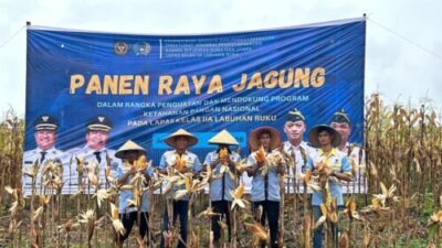 Kelola Lahan 10 Ha, Lapas Labuhan Ruku Panen Jagung 5,5 ha di Air Joman
