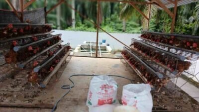 Lapas Labuhan Ruku Cetak Warga Binaan Mandiri Lewat Ketahanan Pangan