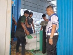 Serapan Jagung Batubara Tembus 220 Ton