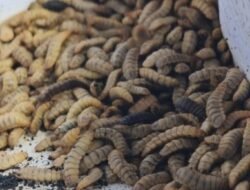 Dari Limbah Organik, Inovasi Maggot Lapas Labuhan Ruku