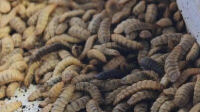 Dari Limbah Organik, Inovasi Maggot Lapas Labuhan Ruku