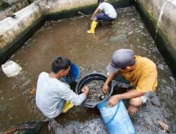Lapas Labuhan Ruku Gembleng Warga Binaan Lewat Budidaya Lele