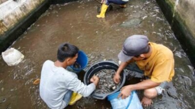 Lapas Labuhan Ruku Gembleng Warga Binaan Lewat Budidaya Lele