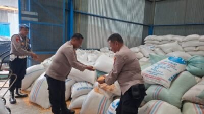 281,233 Ton Jagung Petani Batubara Masuk Bulog Asahan