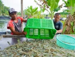 Batubara Berpotensi Jadi Sentra Udang Vaname
