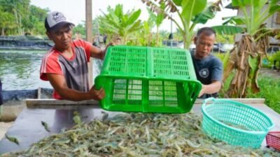 Batubara Berpotensi Jadi Sentra Udang Vaname