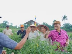 Batubara Bidik Jadi Sentra Cabai Unggul Sumut