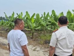Perkuat Pangan, Lapas Labuhan Ruku Siapkan Tanam Jagung Tahap II