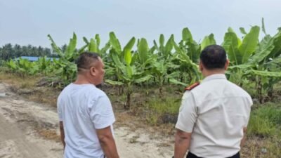 Perkuat Pangan, Lapas Labuhan Ruku Siapkan Tanam Jagung Tahap II