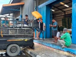 Kelompok Tani Batubara Suplai Hampir 294 Ton Jagung ke Bulog Asahan