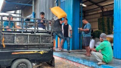 Kelompok Tani Batubara Suplai Hampir 294 Ton Jagung ke Bulog Asahan