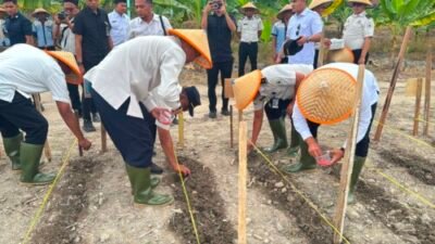 Lapas Labuhan Ruku Tanam Jagung Lagi Usai Panen Perdana 5,5 Hektare
