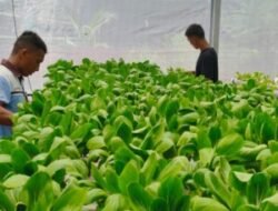 Lapas Labuhan Ruku Gembleng Warga Binaan Bertani Pakcoy, Bekal Usai Bebas