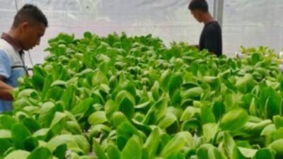 Lapas Labuhan Ruku Gembleng Warga Binaan Bertani Pakcoy, Bekal Usai Bebas
